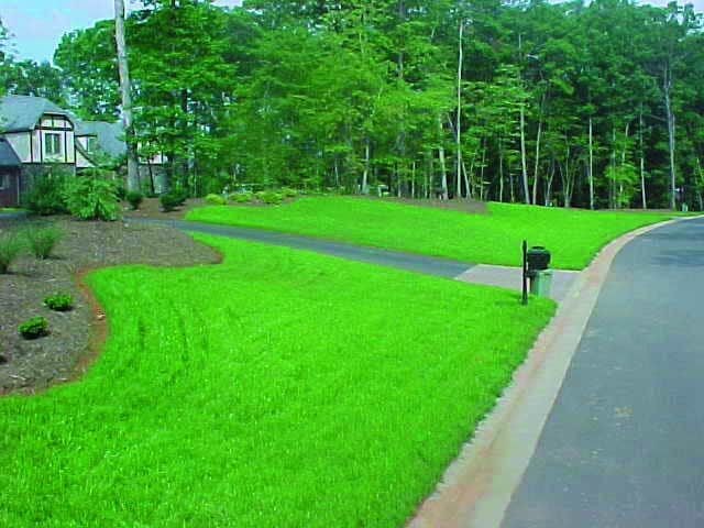 Hydroseeding helps grow your lawn
